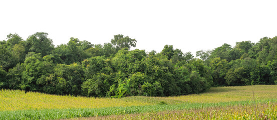 Green trees isolated are forest on transparent background. Forest and foliage in summer with cut path and alpha channel, high resolution.