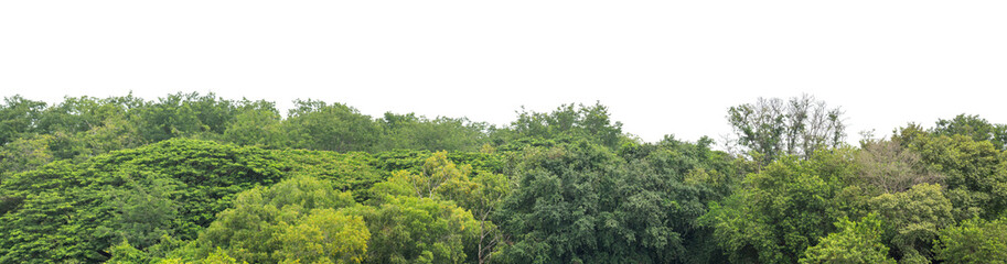 Forest and foliage in summer isolated on transparent background with cut path and alpha channel, high resolution.
