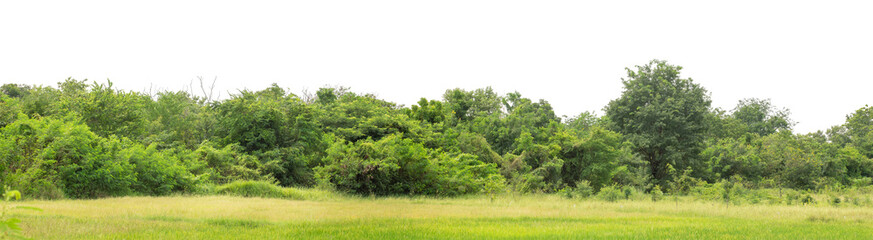 Obraz premium Forest and foliage in summer isolated on transparent background with cut path and alpha channel, high resolution.