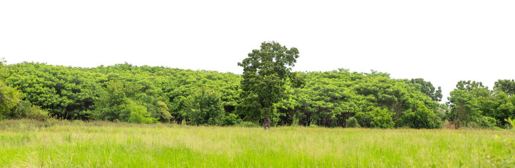 Forest and foliage in summer isolated on transparent background with cut path and alpha channel, high resolution.