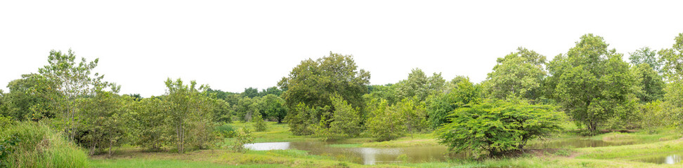 Obraz premium Forest and foliage in summer isolated on transparent background with cut path and alpha channel, high resolution.