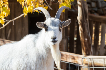 White goat on the farm