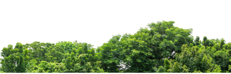 Obraz premium Forest and foliage in summer isolated on transparent background with cut path and alpha channel, high resolution.
