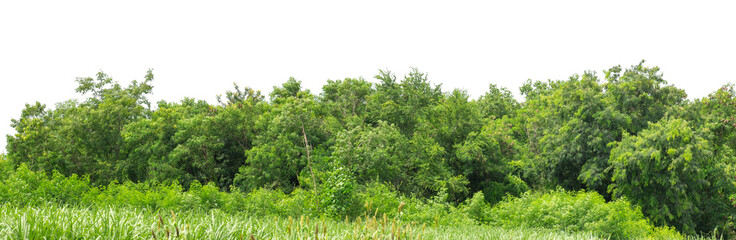 Forest and foliage in summer isolated on transparent background with cut path and alpha channel, high resolution.