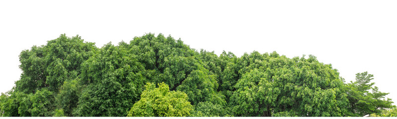Forest and foliage in summer isolated on transparent background with cut path and alpha channel, high resolution.