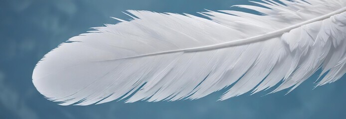 Naklejka premium Close-up of single swan feather against a calm blue background, avian, lightweight, feathery, simple