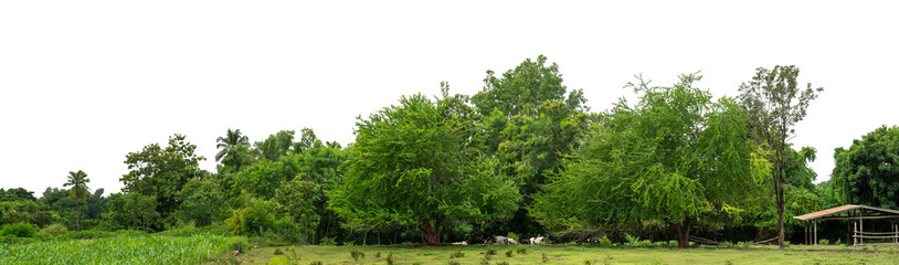 Forest and foliage in summer isolated on transparent background with cut path and alpha channel, high resolution.