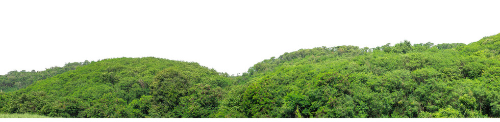 Mountain hill with green forest isolate on transparent background with clipping path and alpha channel, high resolution.