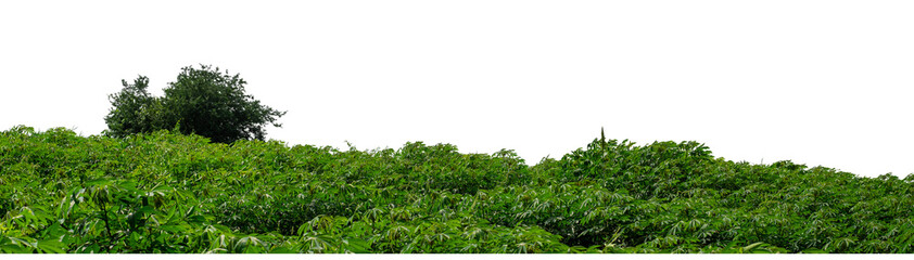 Hill with green isolated on transparent background with clipped path and high resolution alpha channel.