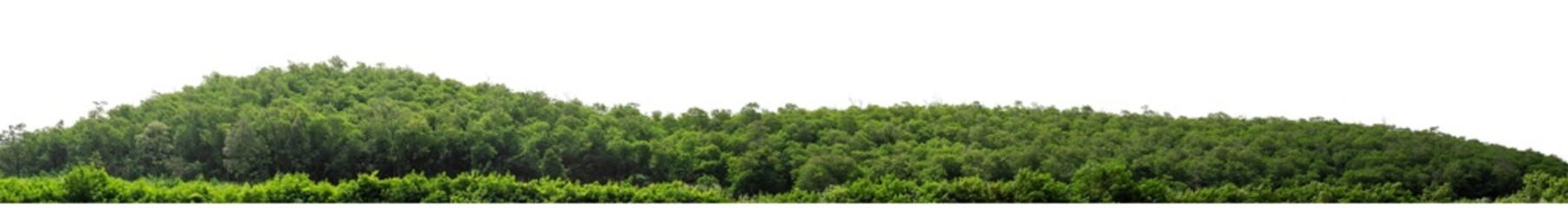 Mountain hill with green forest isolate on transparent background with clipping path and alpha channel, high resolution.