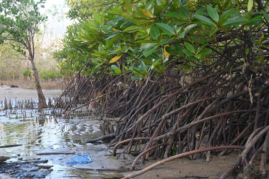 Mangrove tree with respiratory roots. Mangrove forest scenery on Bangka Beach. the mangrove species Rhizophora and avicennia develops aerial roots that extend from the trunk and grow above the soil. 