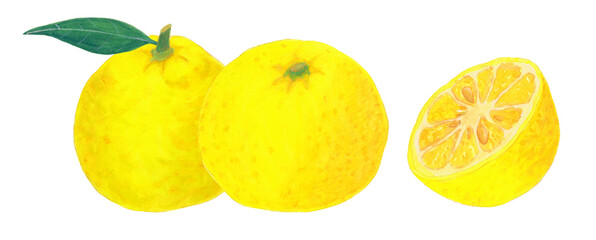 水彩で描いたゆずのイラスト素材