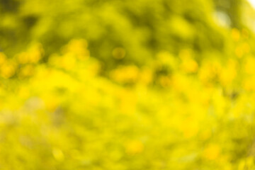 The photo is blurry and out of focus, but it has bokeh and beautiful colors, including orange, yellow, green, and white. It was taken in Myanmar with a high-resolution camera.