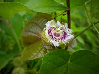 photo of rambusa fruit flowers in bloom. This plant has the scientific name Passiflora foetida