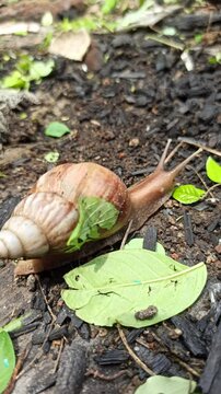 snail walking on rocks