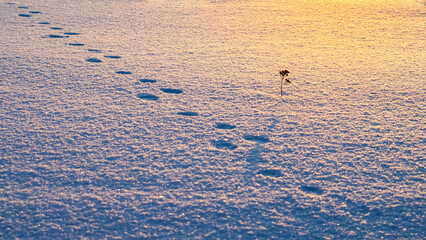 Animal tracks in the snow at a beautiful sunny winter landscape.