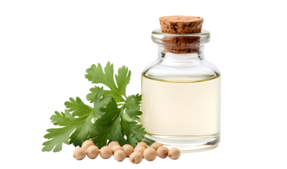 Infusing flavor coriander oil extraction kitchen culinary photography bright light ingredient concept