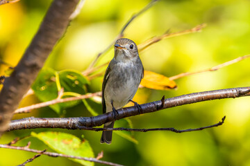 枝にとまるコサメビタキ