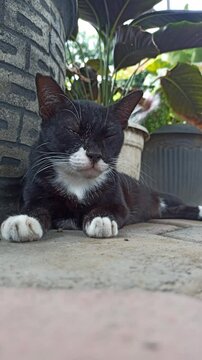 cute cat is sleepy