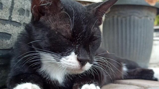 cute cat is sleepy