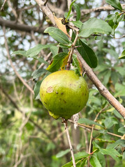 pomegranate on a tree branch in the garden