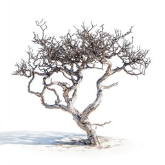 A gnarled leafless tree stands alone in white sand