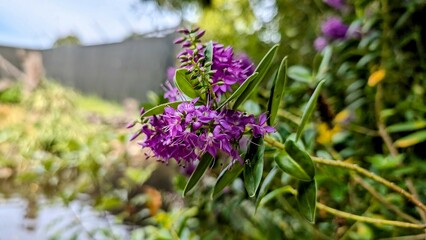 purple flowers in the garden