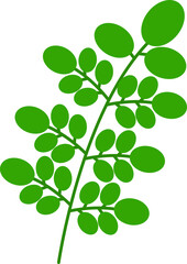 Moringa Leaves or Daun Kelor Illustration