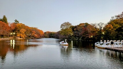 autumn in the park pond with a swan boat