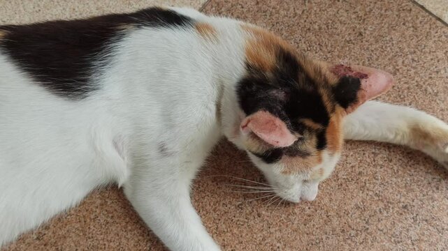 cute cat is sleepy