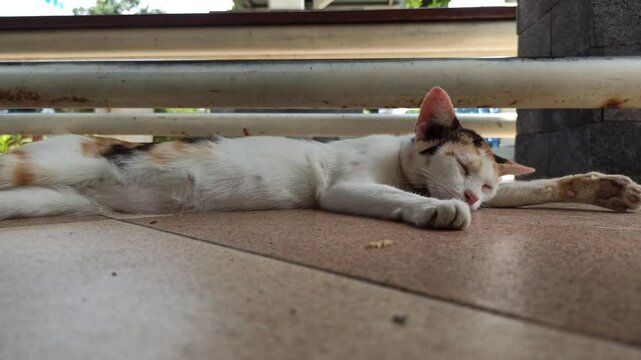 cute cat is sleepy