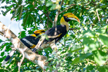 Two hornbills on a tree.