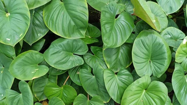 homalomena leaves