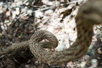 Macro of a twisted tree branch