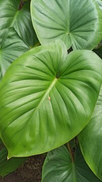 homalomena leaves