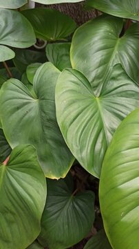 homalomena leaves