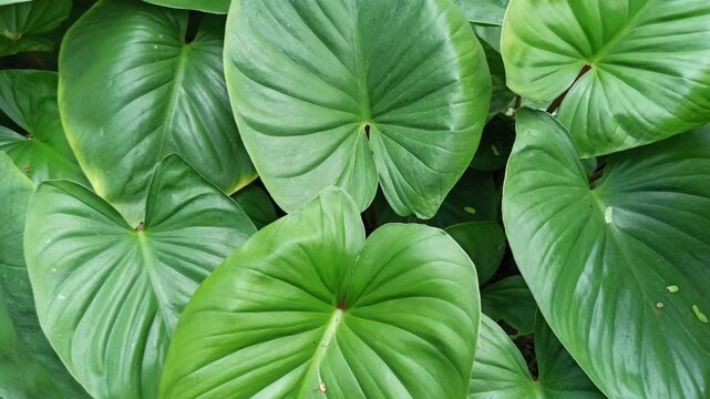 homalomena leaves