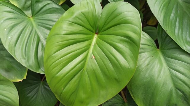 homalomena leaves
