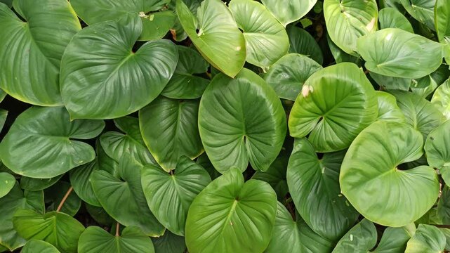 homalomena leaves