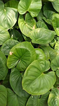 homalomena leaves