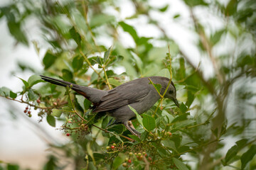 A Gray Catbird bird perched on a tree branch in summer Florida shrubs