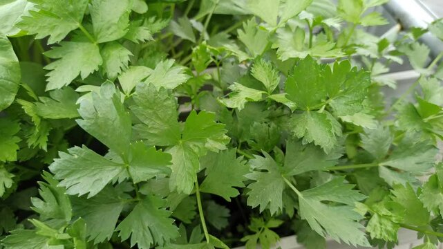 plant Apium graveolens
with a hydroponic system