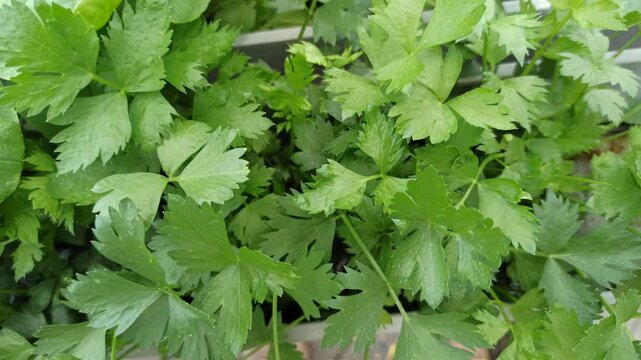 plant Apium graveolens
with a hydroponic system