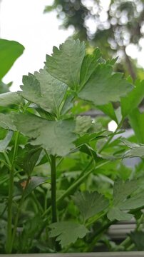 plant Apium graveolens
with a hydroponic system