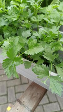 plant Apium graveolens
with a hydroponic system