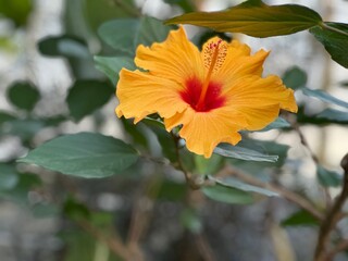 Orange Hibiscus flower blooming in greenhouse