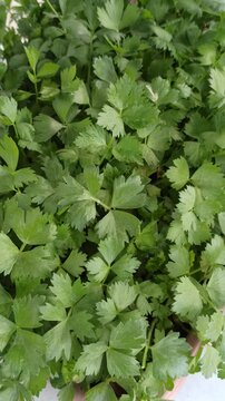 plant Apium graveolens
with a hydroponic system