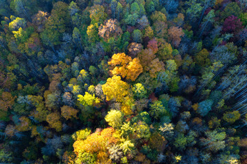 Colorful woods with yellow and orange canopies in autumn forest. Landscape of wild nature in autumn