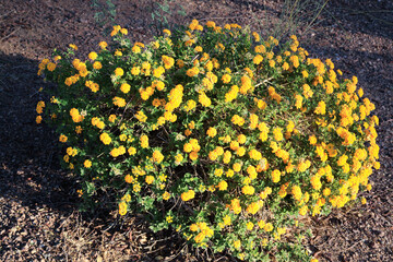 Blooming in Arizona autumn golden thicket of a perennial Lantana Camara shrub also known as Common Lantana, closeup