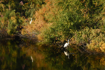 Heron on a Lake with Silhouette in the water